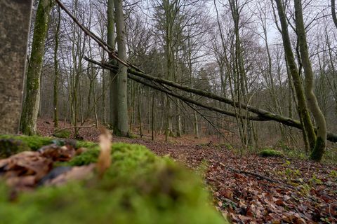 Beim Forschungsprogramm Klimawald 2100 geht es vorrangig um den Wasserrückhalt, den Umgang mit Buchen, die Artenvielfalt auf Stö
