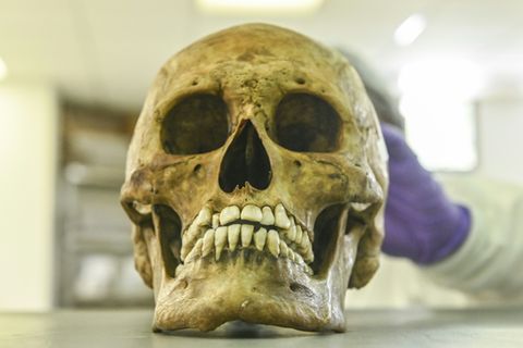 Menschlicher Schädel