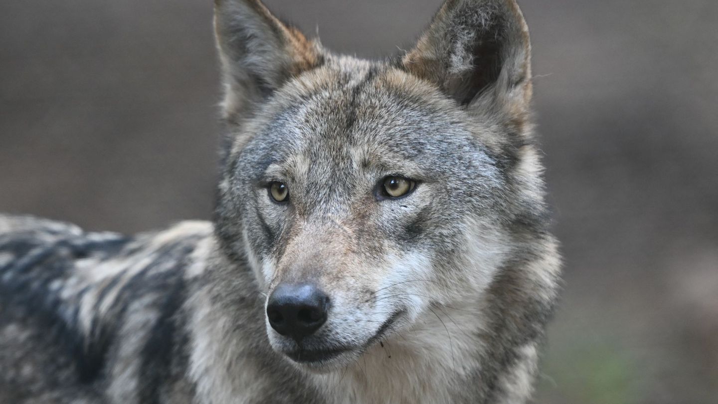 In Sachsen liefern derzeit vier Wölfe mit Sendern Daten für die Wissenschaft. (Archivbild) Foto: Arne Dedert/dpa