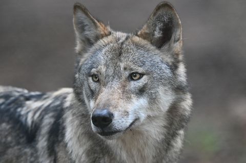 Einige Wölfe werden per Sender verfolgt. (Archivbild) Foto: Arne Dedert/dpa