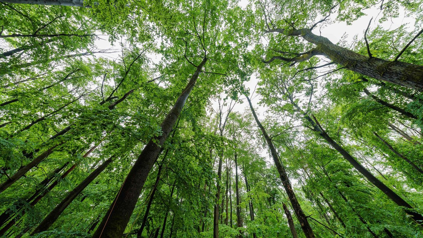 Mit 43 Prozent Waldanteil ist Rheinland-Pfalz das waldreichste Bundesland. (Archivbild) Foto: Jörg Halisch/dpa