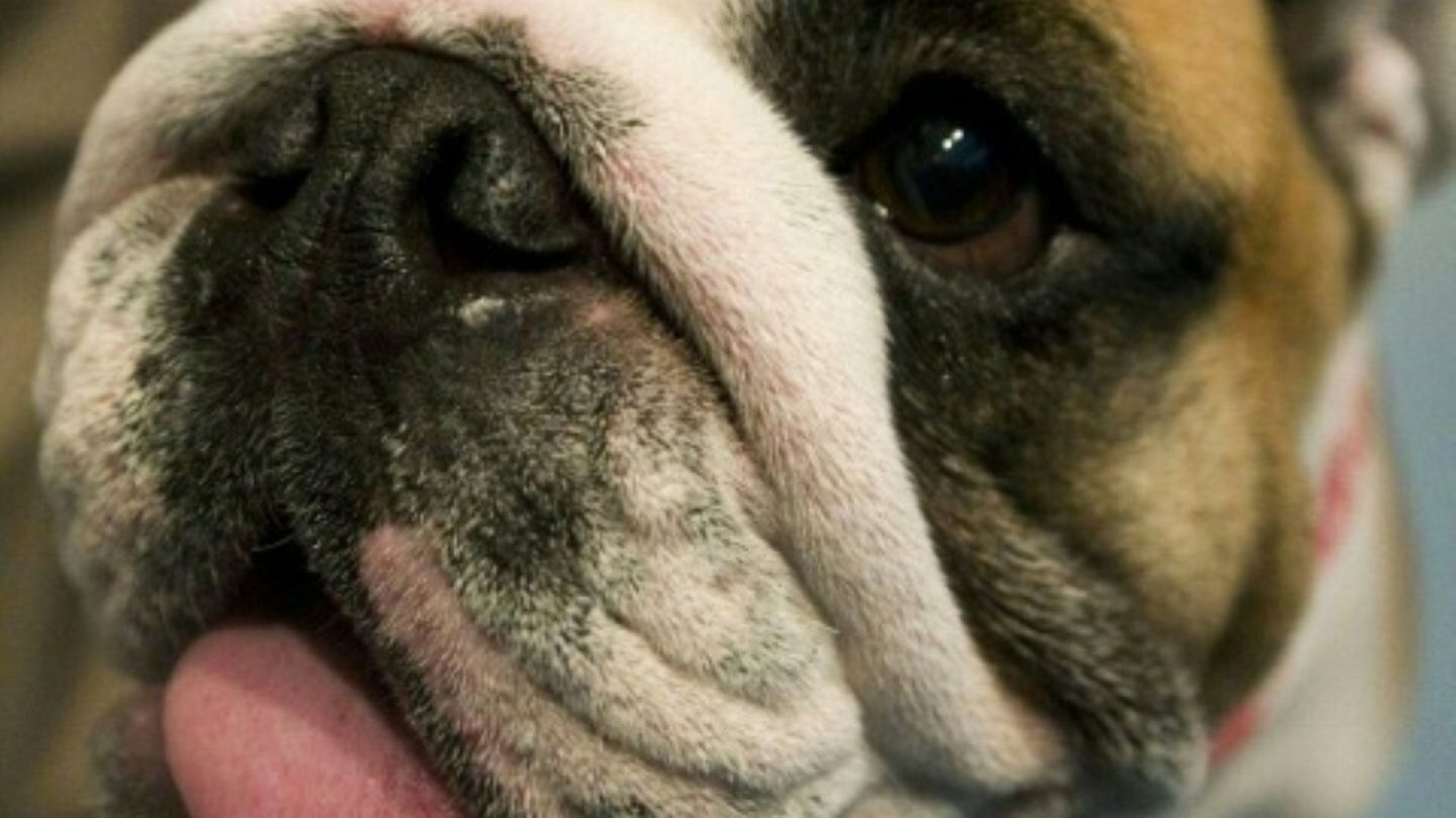 Bulldogge