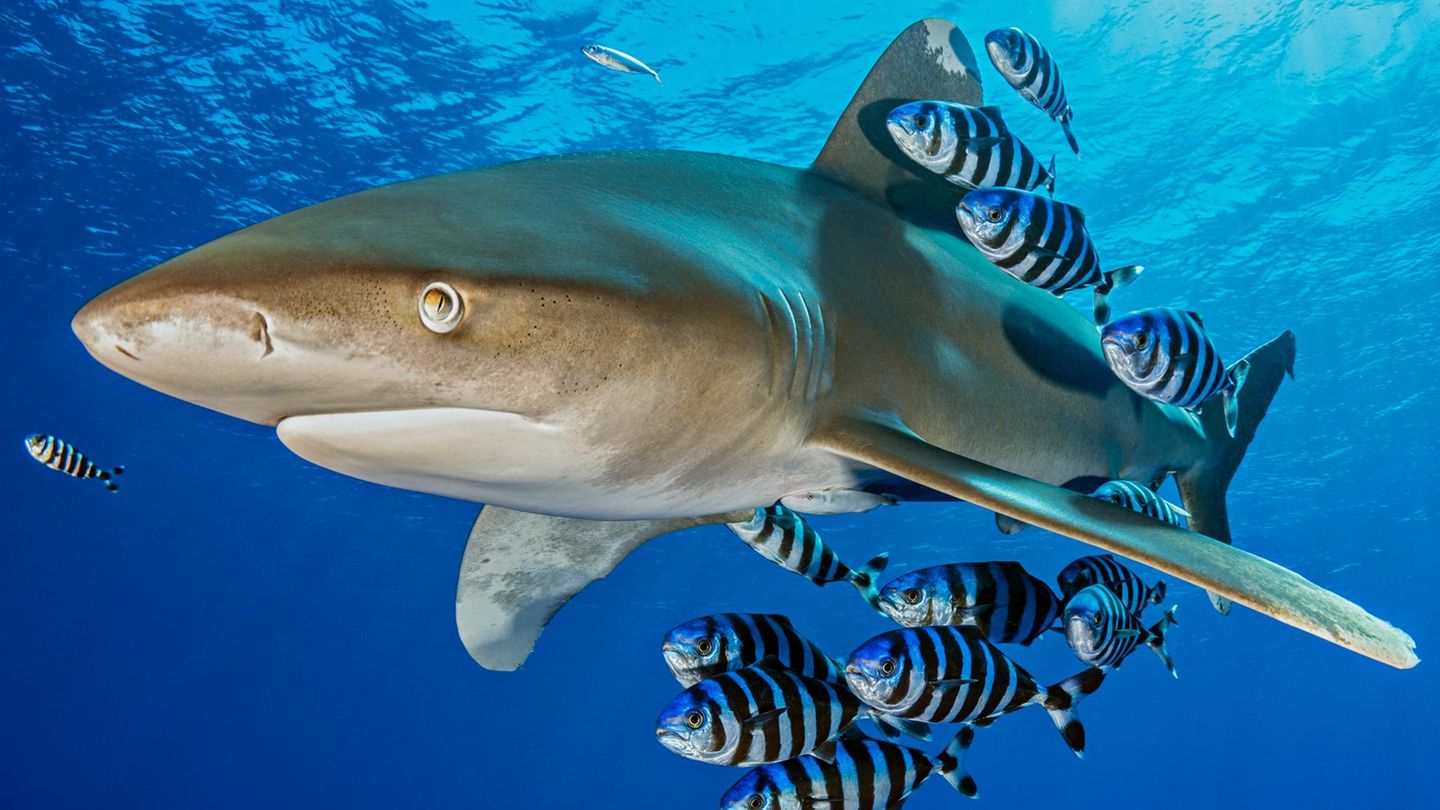 Ein großer Haie