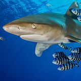 Ein großer Haie