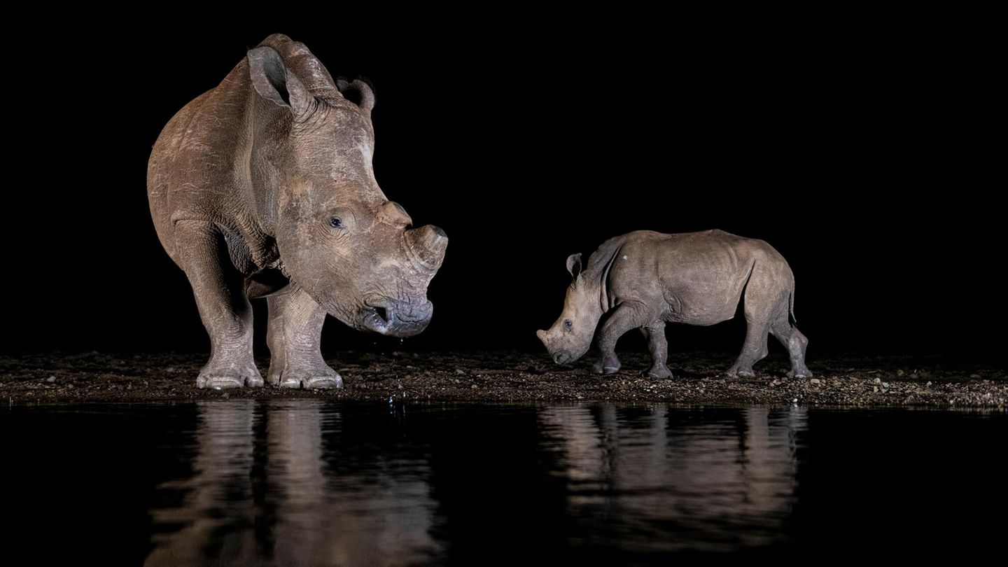 Zwei Nashörner im dunkeln am Wasser