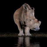 Zwei Nashörner im dunkeln am Wasser