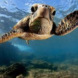 Grüne Meeresschildkröten