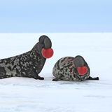 drei arktische Robbenarten im Schnee