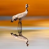 Zwei Kraniche auf dem Wasser