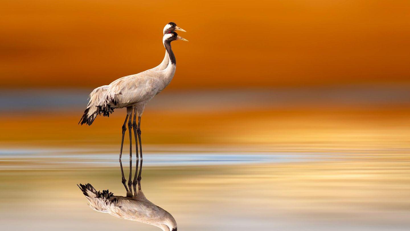 Zwei Kraniche auf dem Wasser