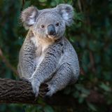 Koala auf einem Ast