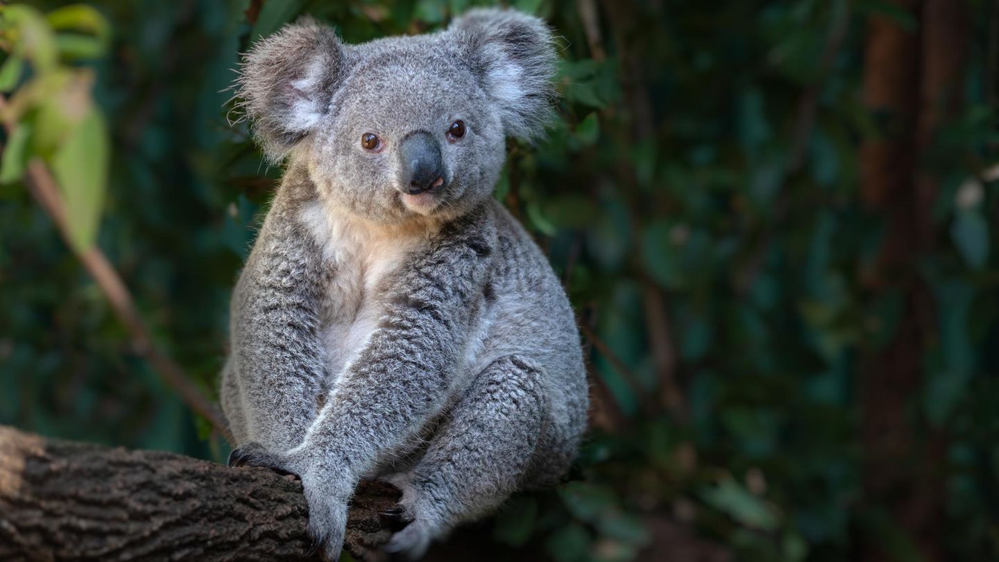 Koala auf einem Ast