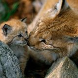 Ein Luchs mit seinem Kind