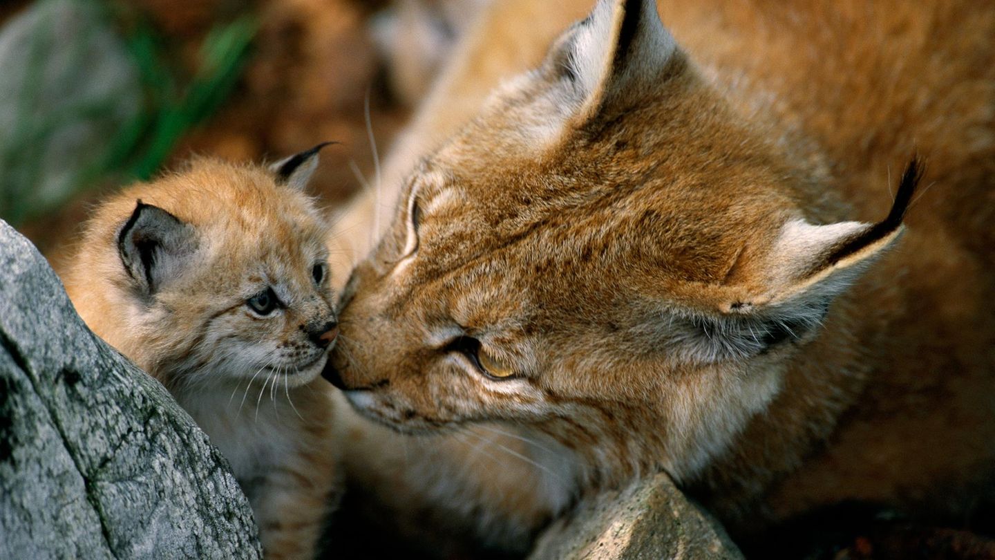Ein Luchs mit seinem Kind