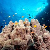 Korallenriffe unter Wasser