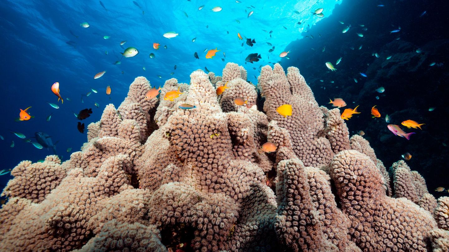 Korallenriffe unter Wasser