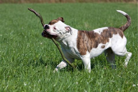 American Bulldog