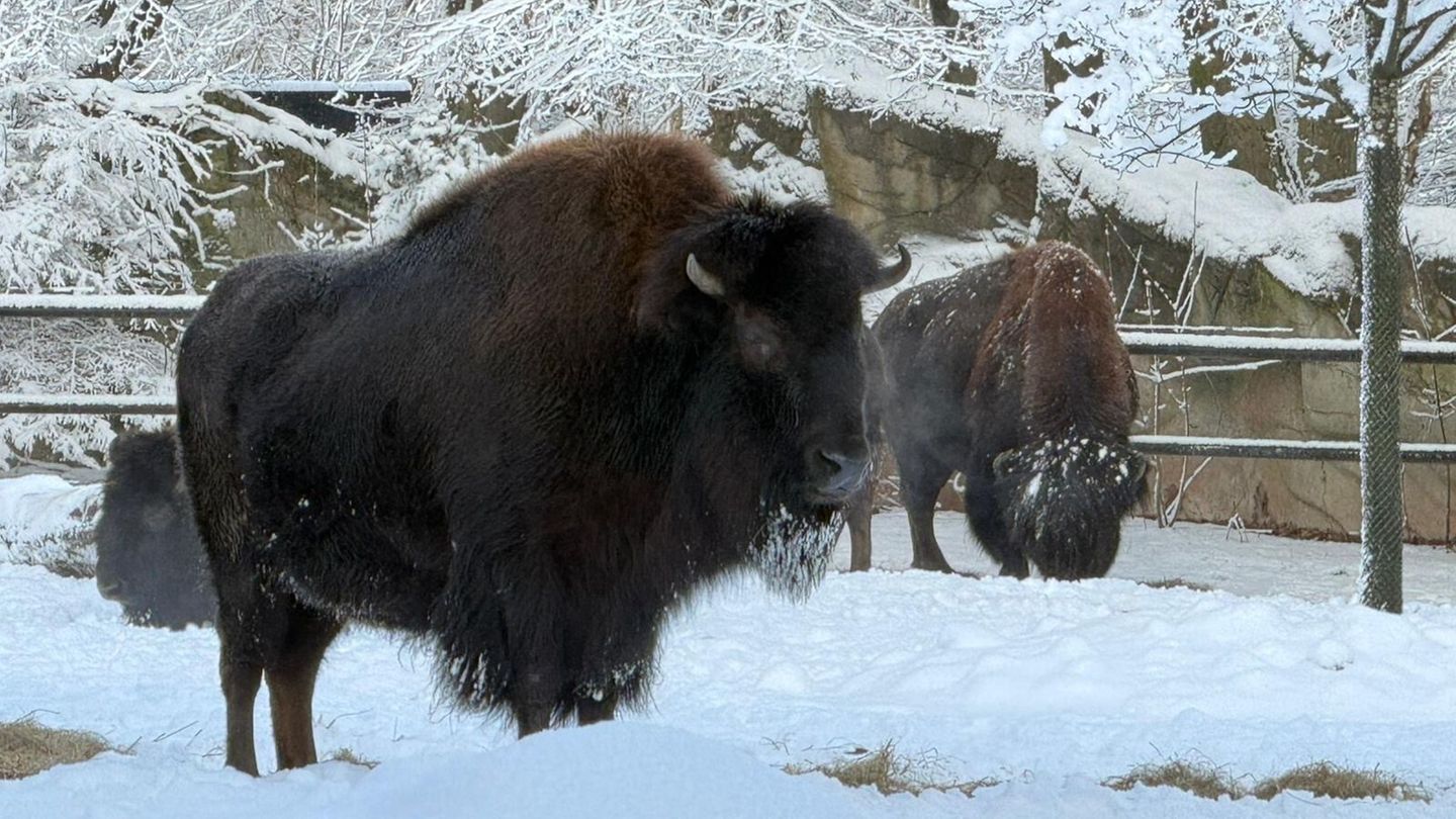 Bisons stehen im Tierpark Hagenbeck im Schnee. Foto: -/Tierpark Hagenbeck/dpa