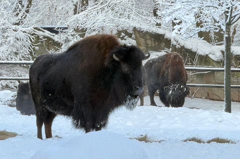 Bisons stehen im Tierpark Hagenbeck im Schnee. Foto: -/Tierpark Hagenbeck/dpa