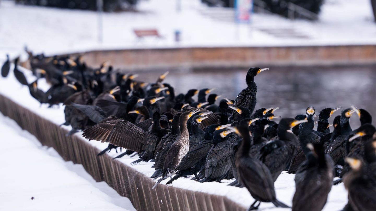 Artenschutz: Kormorane ärgern Angler - ein Fall für eine neue Koalition?