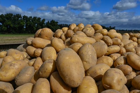 Wohin mit den Kartoffeln? Es gibt ein Überangebot, Bauern bleiben auf Knollen sitzen. (Symbolbild) Foto: Patrick Pleul/dpa-Zentr