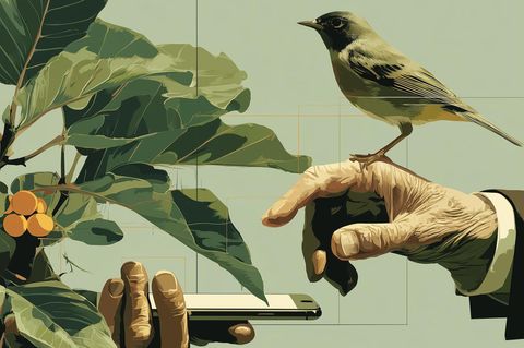 Was blüht? Wer singt? KI-Programme helfen beim Erkennen von Pflanzen und Vogelstimmen