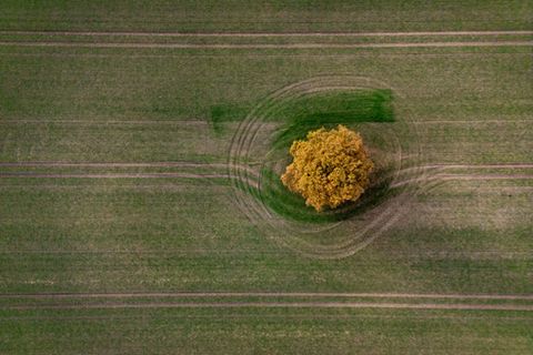 Baum auf einem Feld in Brandenburg