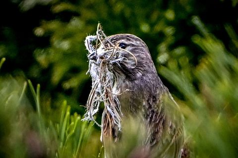 Nachtigall bei Nestbau