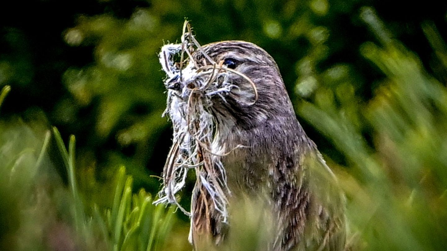 Ähnlich wie Menschen und Delfine: Nachtigallen passen Laute spontan an Artgenossen an