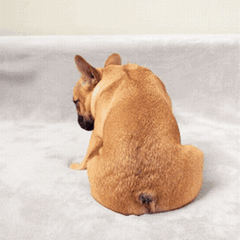 Ein schuldig schauender Hund