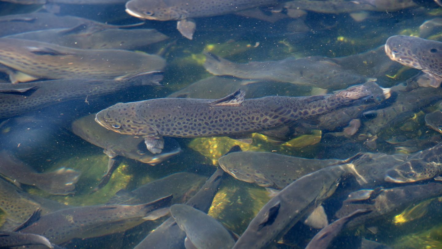 In Mechernich sind 20 Tonnen Forellen durch verunreinigtes Wasser umgekommen (Archivbild). Foto: picture alliance / dpa