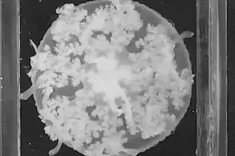 Animiertes Bild einer Qualle