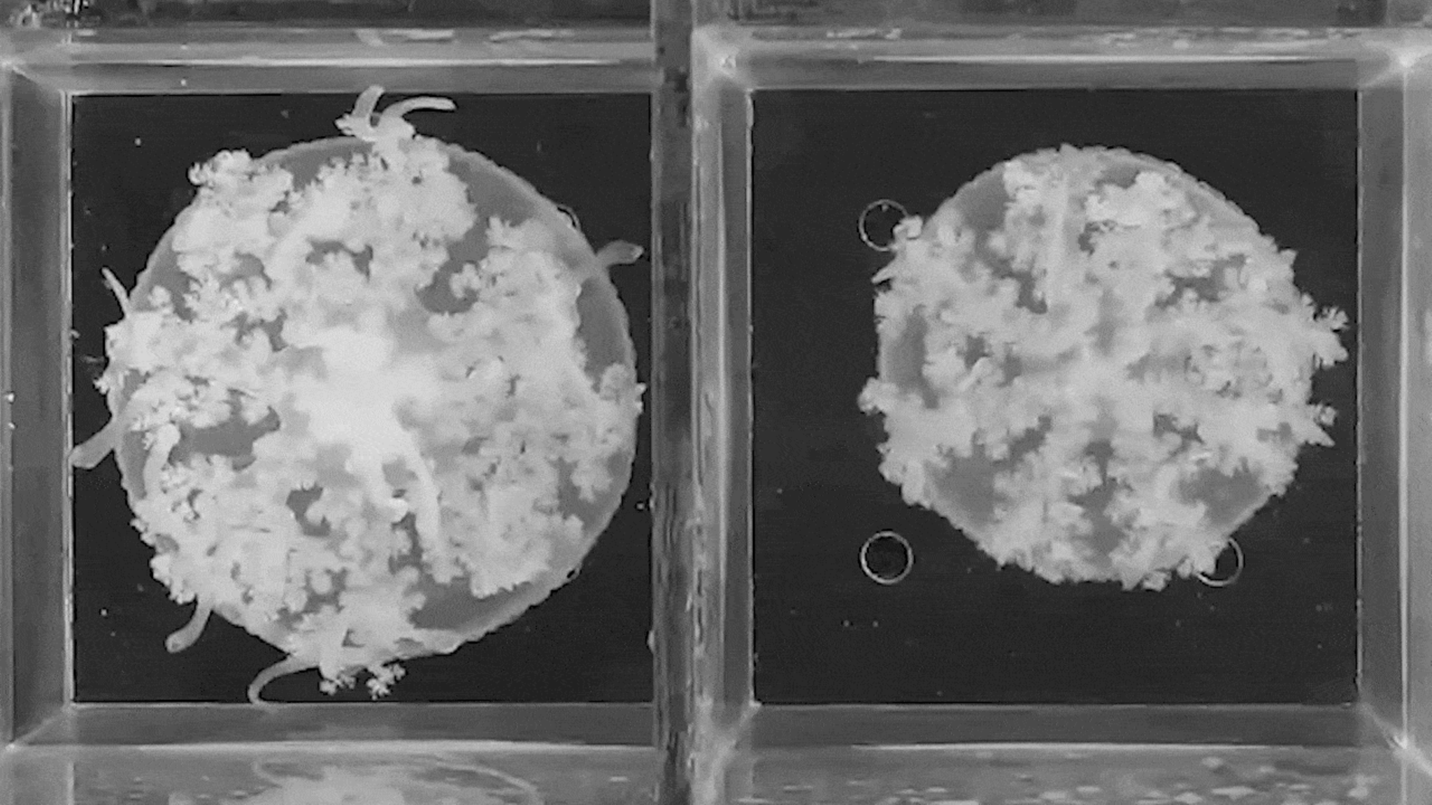 Animiertes Bild einer Qualle