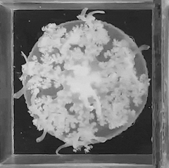 Animiertes Bild einer Qualle