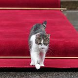 London, Großbritannien. Gestatten, das ist Larry, der oberste Mäusejäger in Downing Street Nr. 10, dem Amtssitz des britischen Premierministers. Larry ist immerhin seit 2011 im Amt und sorgt für eine nagerfreie Zone. Manchmal stolziert er sogar über den roten Teppich