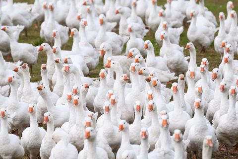 Auch die Gänsezucht Eskildsen war von der aktuellen Vogelgrippe betroffen (Archivbild). Foto: Robert Michael/dpa