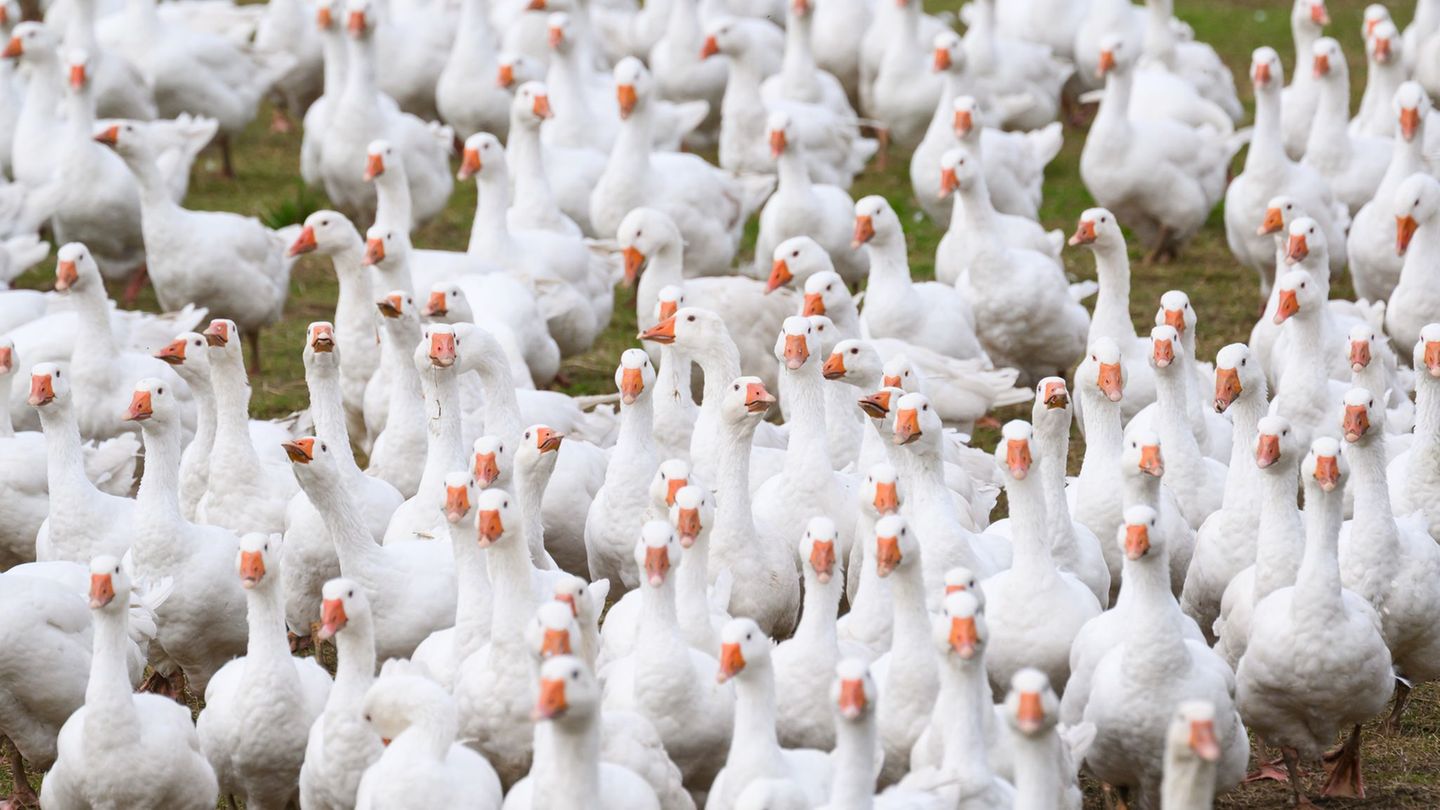 Auch die Gänsezucht Eskildsen war von der aktuellen Vogelgrippe betroffen (Archivbild). Foto: Robert Michael/dpa