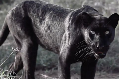 Ein seltener schwarzer Leopard schaut in die Kamera
