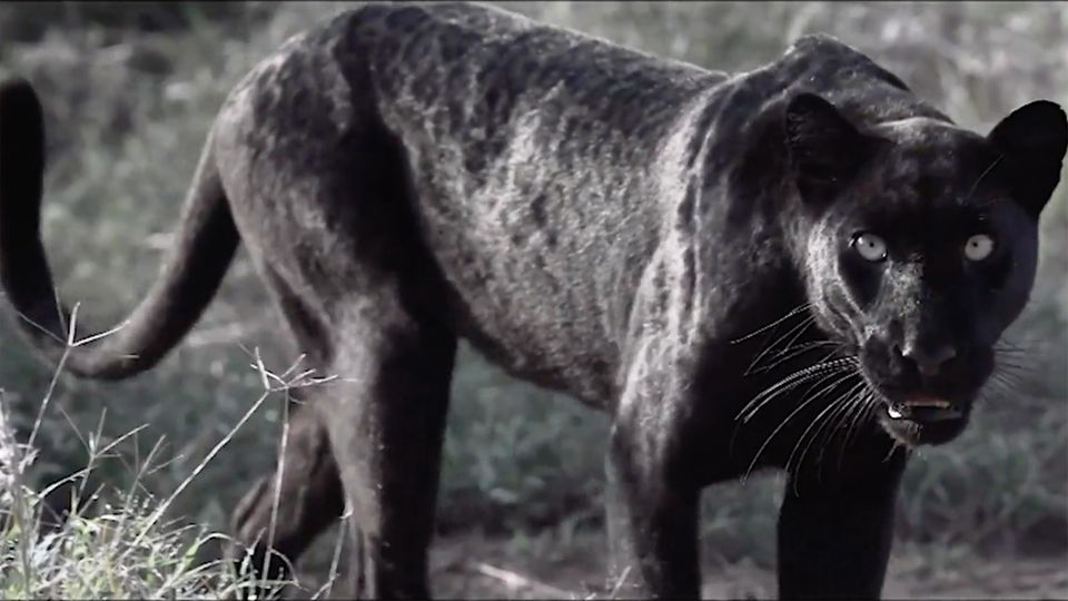 Ein seltener schwarzer Leopard schaut in die Kamera