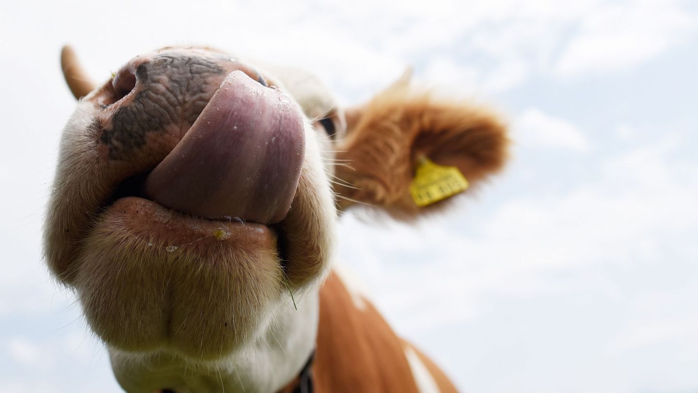 Kühe sollen auf einem Parkplatz Autos von Wanderern demoliert und abgeleckt haben. (Symbolbild) Foto: Angelika Warmuth/dpa/dpa-t