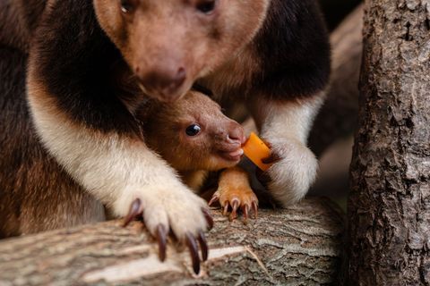 Ein seltenes Baumkänguru-Baby macht gerade seine ersten Erfahrungen mit der Außenwelt. Foto: -/Chester Zoo/dpa