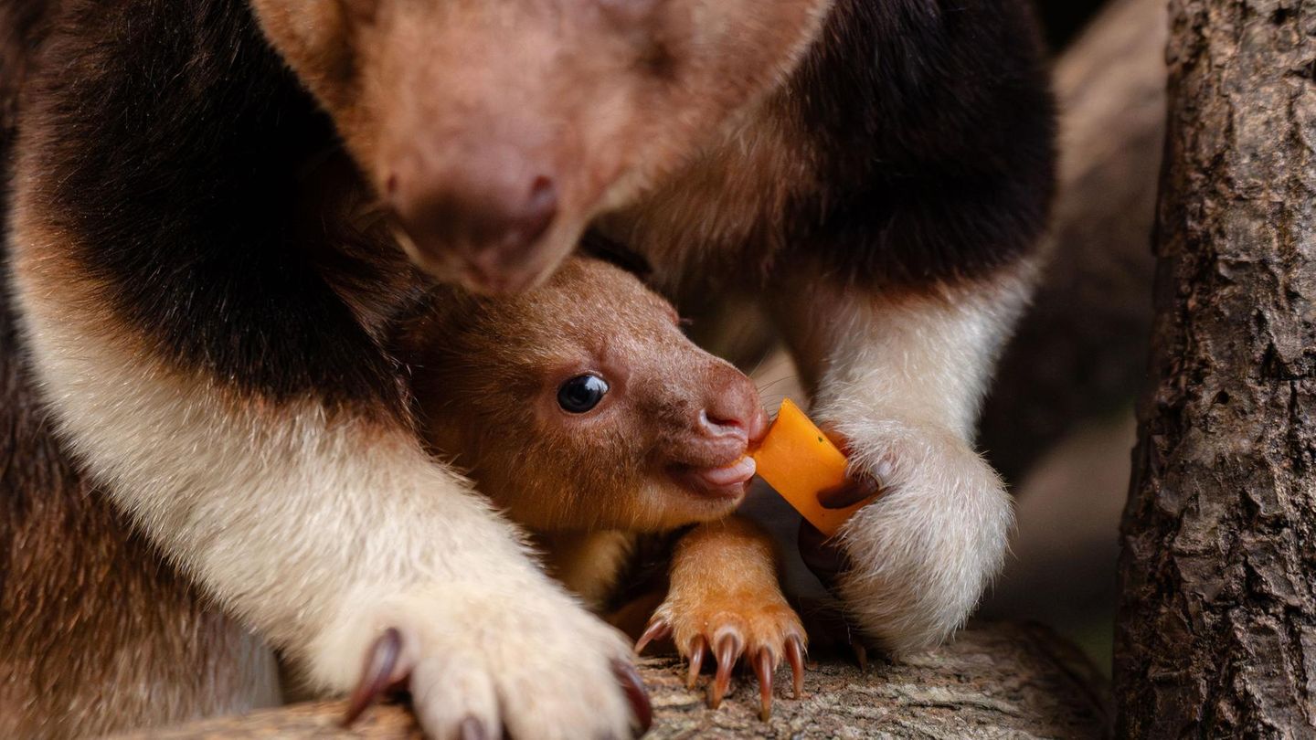 Chester, Großbritannien. Das ist doch mal ein Zuckerschock in Person: Dieses kleine Beuteltier, aka Baumkänguru, lebt im Zoo im englischen Chester, wurde vor Monaten geboren, aber wagt sich erst jetzt aus dem Beutel seiner Mama. 1,85 Kilo wiegt das kleine Männchen – bei seiner Geburt war es so groß wie eine Bohne. Was jetzt noch fehlt: ein Name.