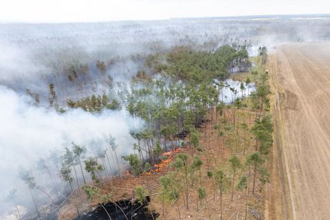 Wälder stehen unter anderem wegen Bränden und Borkenkäfer unter Druck. (Archivbild) Foto: Sebastian Kahnert/dpa