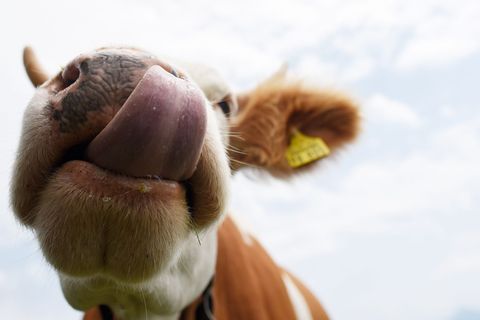 Kühe sollen auf einem Parkplatz Autos von Wanderern demoliert und abgeleckt haben. (Symbolbild) Foto: Angelika Warmuth/dpa/dpa-t