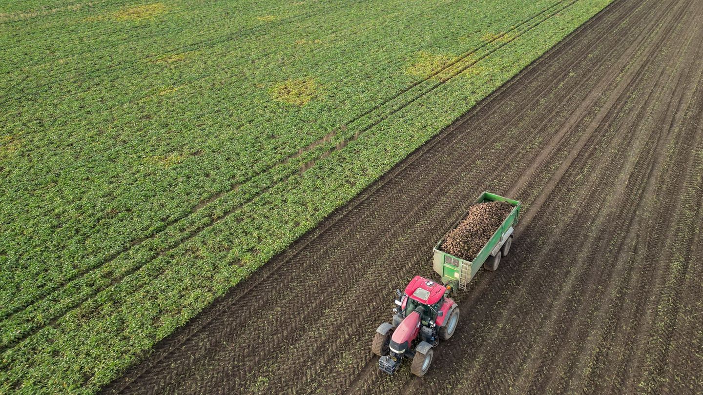 Der Bauernverband Sachsen-Anhalt warnt vor steigenden Kosten in der Landwirtschaft und fordert mehr Planungssicherheit (Archivbi