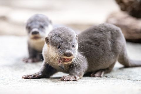 Glattotter-Jungtiere sitzen im Zoo Dresden während der Fütterung in ihrem Gehege. (Archivbild) Foto: Sebastian Kahnert/dpa