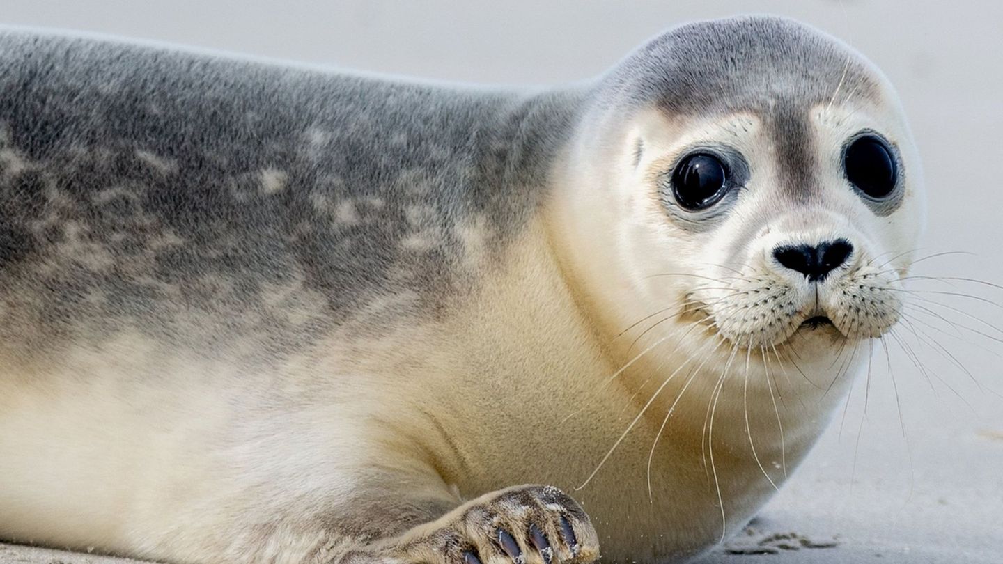 Ungew-hnlicher-Zusammenprall-Robbe-stirbt-bei-Unfall-mit-einem-Auto