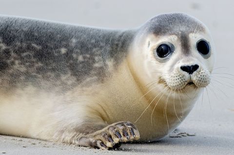 Eine Robbe lag im Landkreis Cuxhaven plötzlich auf einer Straße und wurde bei einem Unfall tödlich verletzt. (Symbolbild) Foto: