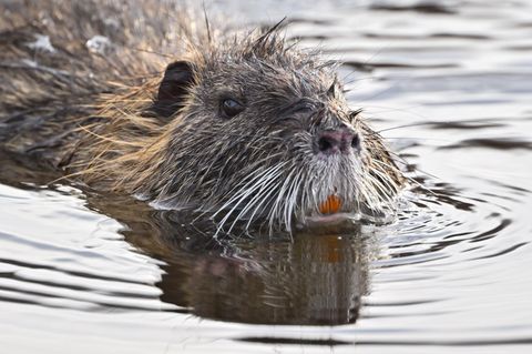 Von der invasiven Art zur Delikatesse – Nutria-Jagd nun ganzjährig erlaubt