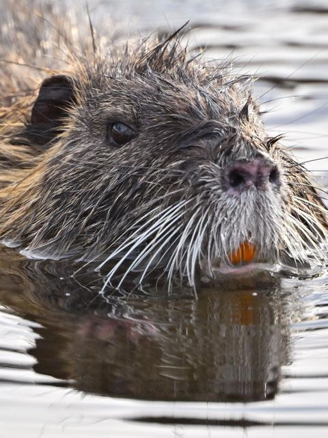 Von der invasiven Art zur Delikatesse – Nutria-Jagd nun ganzjährig erlaubt